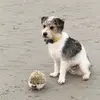 Walter 🐶 & Wilbur 🦔 - @walternwilbur_love_food - TikTok