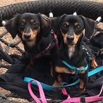 𝚆𝚒𝚕𝚋𝚞𝚛 & 𝙶𝚛𝚊𝚌𝚒𝚎 - @wilbur_gracie_warner - Instagram