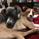 Charlotte Blue & Wilbur White - @charlotte_the_great_618 - Instagram