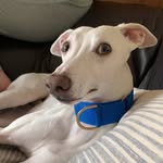 Nicola Adams - @wilburwhitewhippet - Instagram