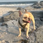 Wilbur Jackson White - @wjw_frenchie - Instagram