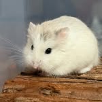 Wilbur the Winter White - @wilbur_the_hammie - Instagram