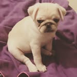 Wilbur White Pug - @white_wilbur_pug - Instagram