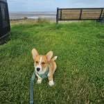 wilbur - @wilbur_white_2024 - Instagram