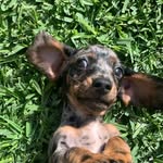 Wilbur - @wilbur_white_ - Instagram