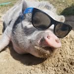 wilbur willis - @wilbur_the_bosspig - Instagram