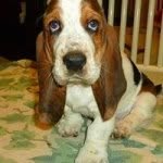 Wilbur Willis Gilburt - @wilburnum1dog - Instagram