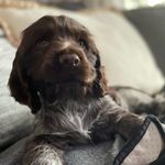 Wilbur - @wilbur.the_wisecockerspaniel - Instagram