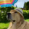 Wilbur Wright - @wilburthegoldenboy - TikTok