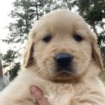 Wilbur Wright Richardson 🐾 - @mr.wilburr - Instagram