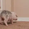 wilbur - @wilburthepig223 - TikTok