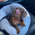 Sir Henry - @henrywilburyoung - Instagram