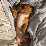 Wilbur the Jack Weenie - @youngsirwilbur - Instagram