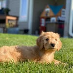 Wilbur Young - @wilbur_doodle19 - Instagram