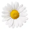 daisy77 - @wild.daisy.77 - TikTok