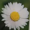 daisygirl🌼 - @wilddaisygirl - TikTok