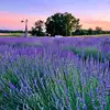 Wild Daisy Farm - @wilddaisyfarm - TikTok