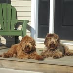 Wild Daisy Labradoodles - @labradoodleswilddaisy - Instagram