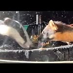Wild West Wildlife Cafe - @wildwestwildlifecafe - Instagram