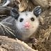 Wild West Wildlife Rehabilitation Center - Facebook