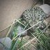 Wylde Davidson - Facebook