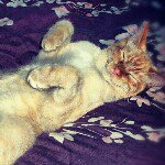 Wiley - @littlebabywiley - Instagram