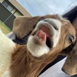 Wiley - @wileythelittlegoat - Instagram