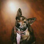 Wiley Lyons - @wileythegsd - Instagram