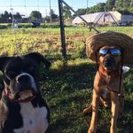 Wiley Miller - @wileydogcoonhound - Instagram