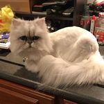 Wiley Miller - @wildwileycat - Instagram