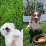 Wiley & Murphy - @wileywoomurphymoo - Instagram