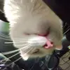 wylietabor - @wylietabor - TikTok
