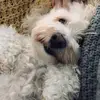 Wiley🐶 - @wileywalker - TikTok