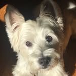 Wiley Phoenix Argyle Robertson - @wiley_the_westie - Instagram