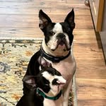 wiley - @wiley_weston_thebostonterrier - Instagram