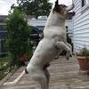 Wiley Wilson:) - @wiley.the.dog_16 - TikTok