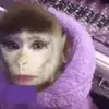 wilfredbarber - @wilfredbarber - TikTok