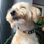 Wilfred Bates - @wilf_the_cairndoodle - Instagram