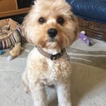 Wilfred - Jelly Bean - @wilf_and_beanie - Instagram
