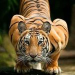 Wilfred Benjamin - @wilfredbenjamin7962 - Instagram