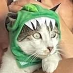 @wilfredthebird - Instagram