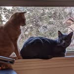 Heather - @wilfredtheredandboydcrowder - Instagram