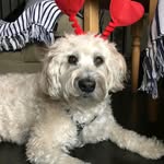 Wilfred Brant - @wilfredbrant59 - Instagram