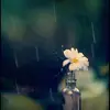 Wilfred Chong - @wilfredchong2 - TikTok