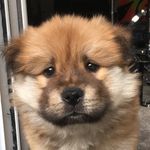 Wilfred - @wilfredthechow - Instagram