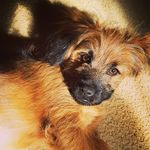 Wilfred Cobb - @wilfred_the_puppers - Instagram