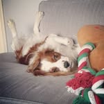 Wilfred John Cooper 🐶 - @wilfredthekingcharlescav - Instagram