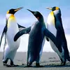 chapulín - @wilfreddoestuardo - TikTok