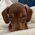 Wilfred Gregory - @wilfredthesausage - Instagram