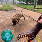 Wilfred Gregory - @wilfredgregory681 - Instagram